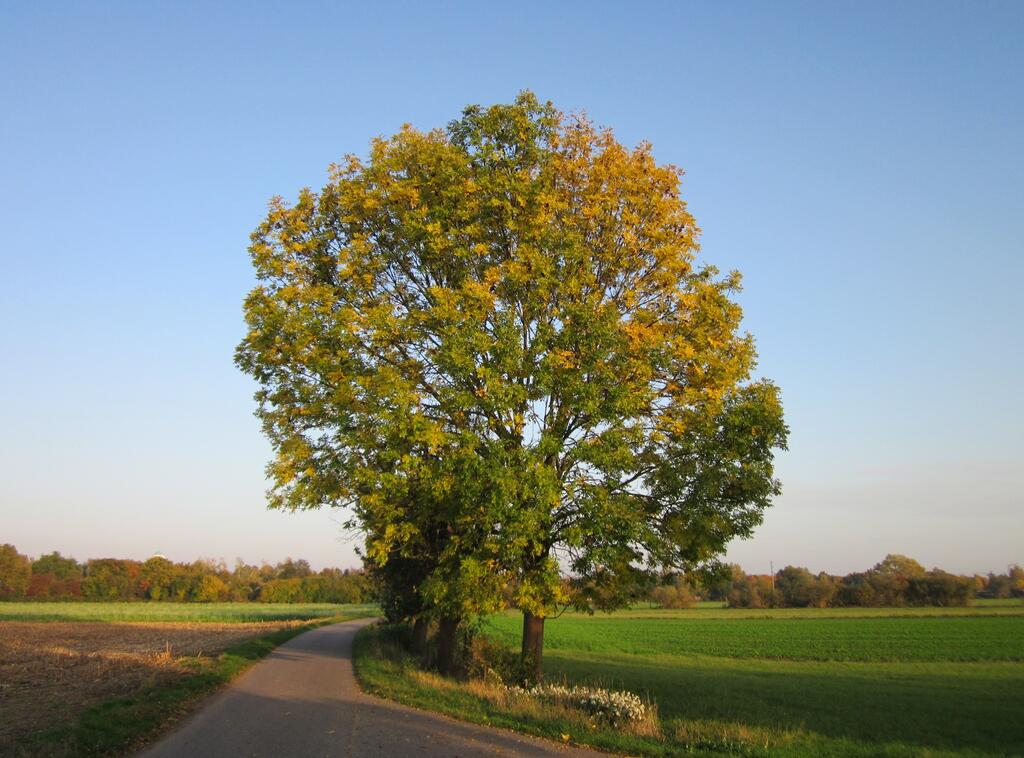 Laubbaeume Gemeine Esche (Fraxinus Excelsio)