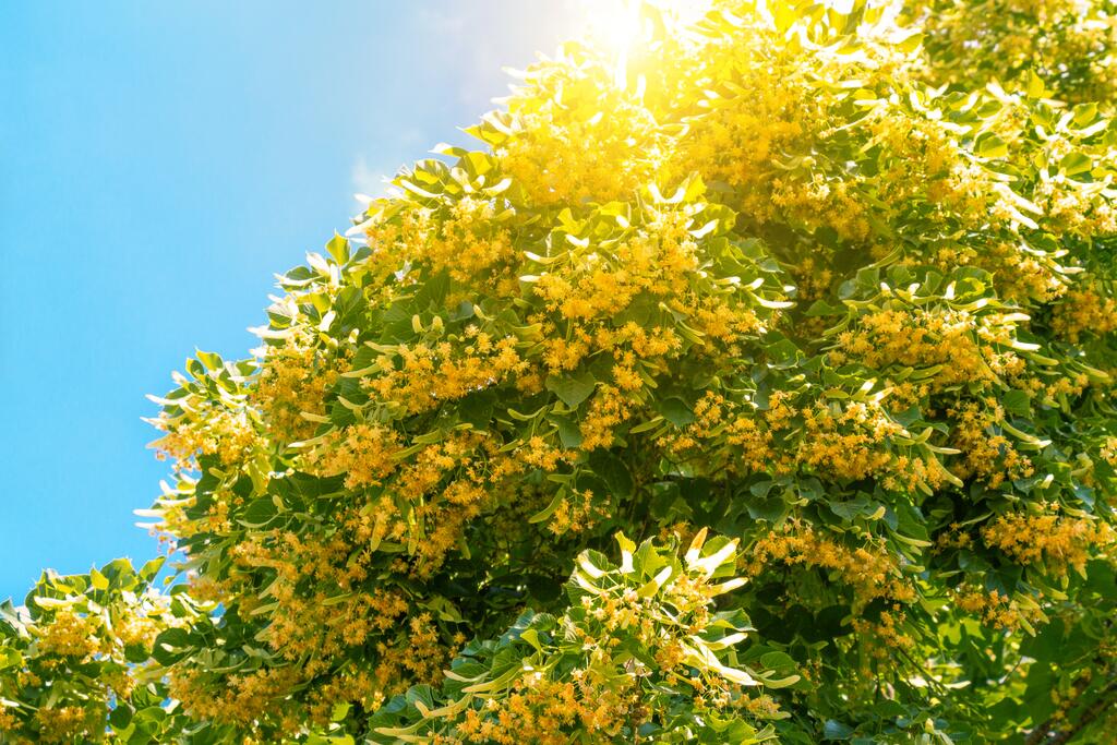 Laubbaeume Sommerlinde Tilia Platyphyllos