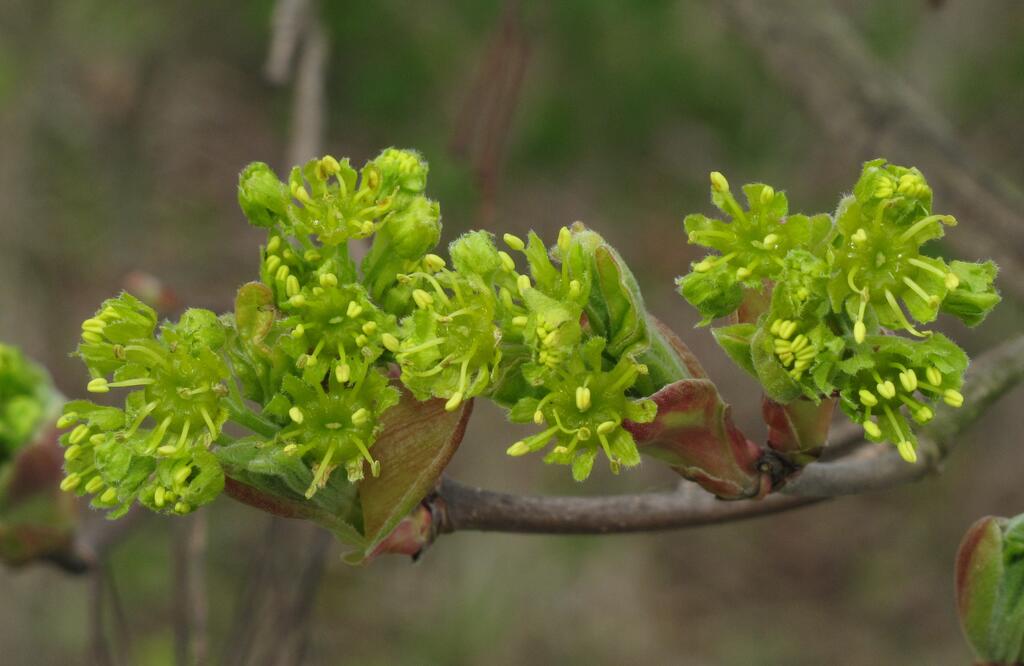 Laubbaeume Feldahorn (Acer Campestre)