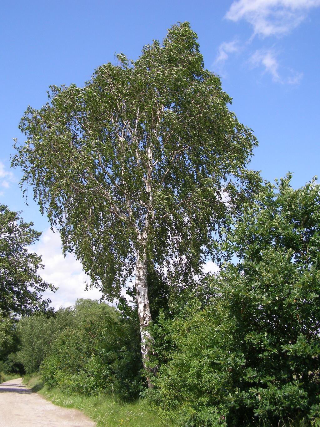 Laubbaeume Hängebirke Betula Pendula