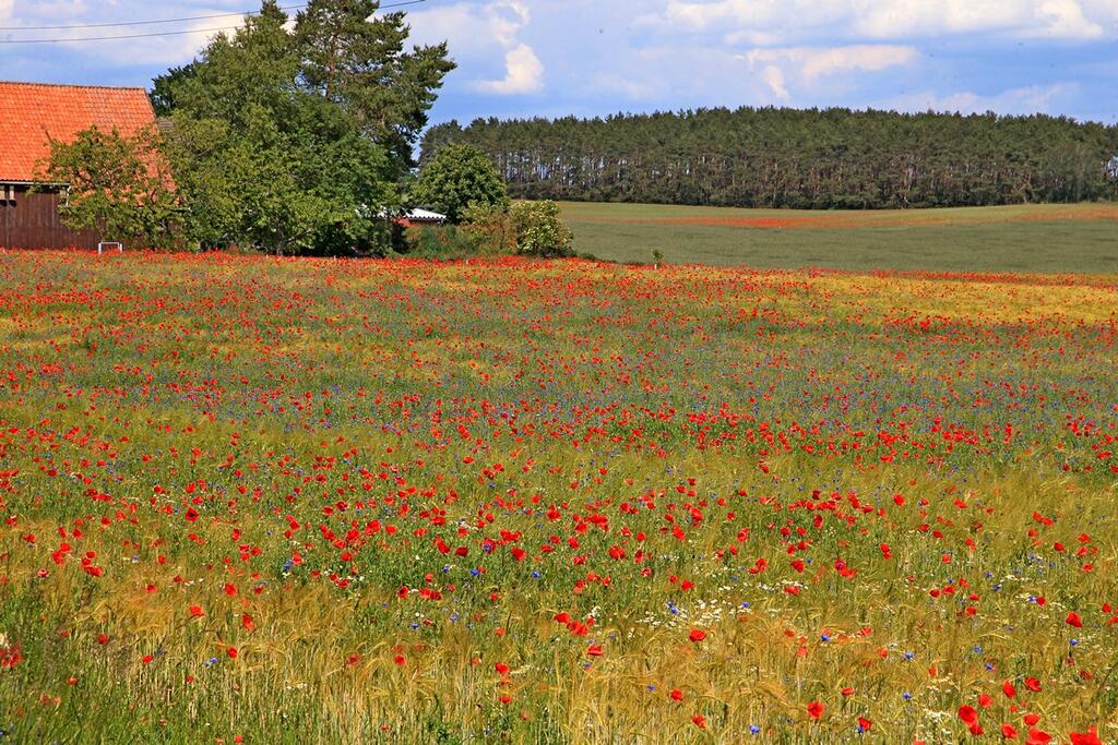 Gerstenfeld mit blühendem Klatschmohn