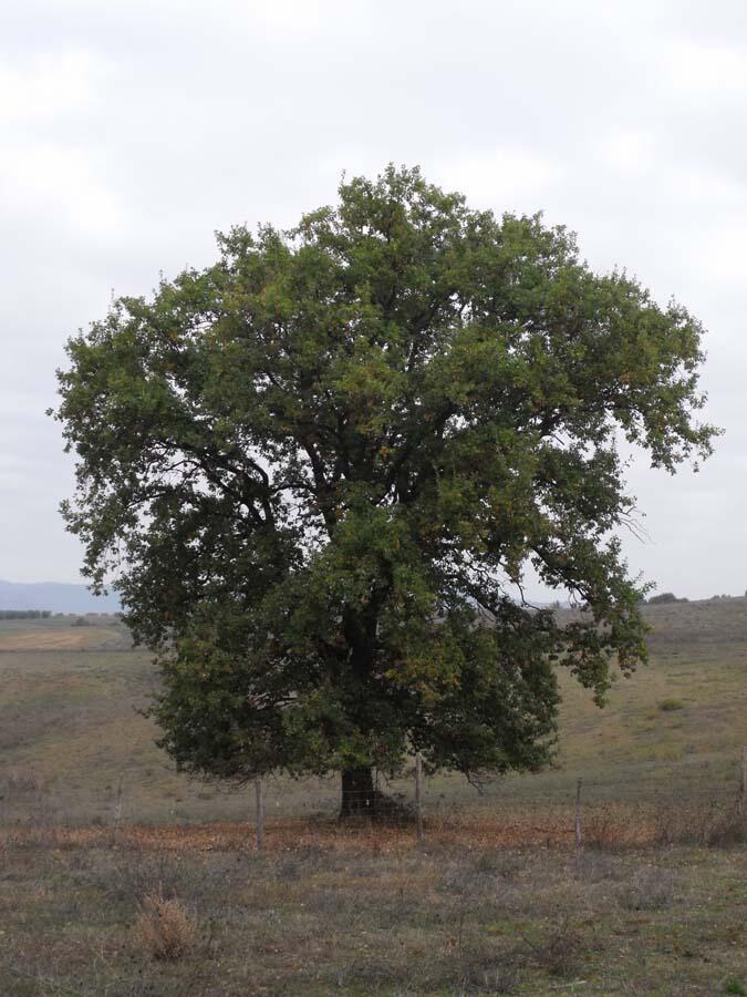 Laubbaeume Flaumeiche Quercus Pubescens