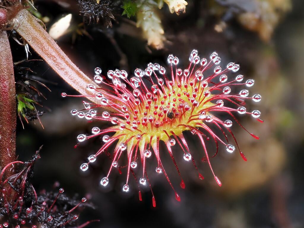 Sonnentau (Drosera rotundifolia)
