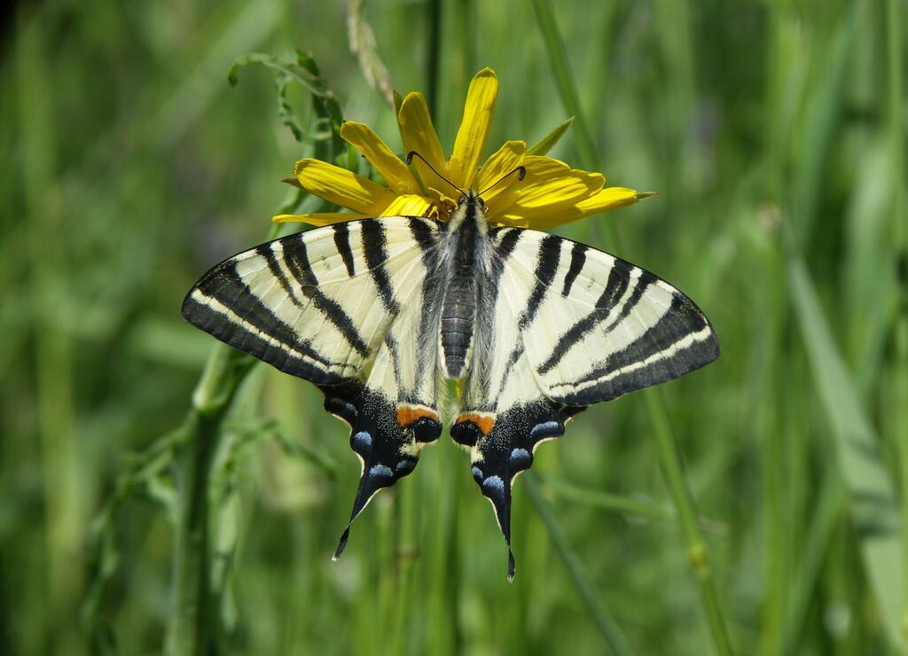 Schmetterling auf gelber Blume