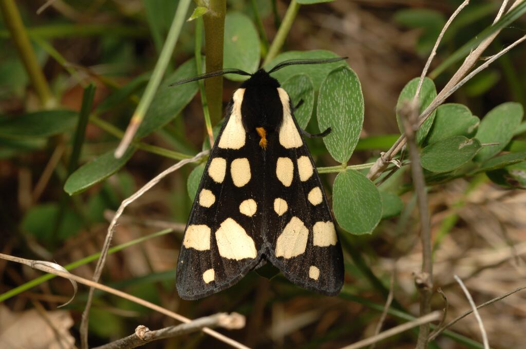 Schmetterling Schwarzer Baer