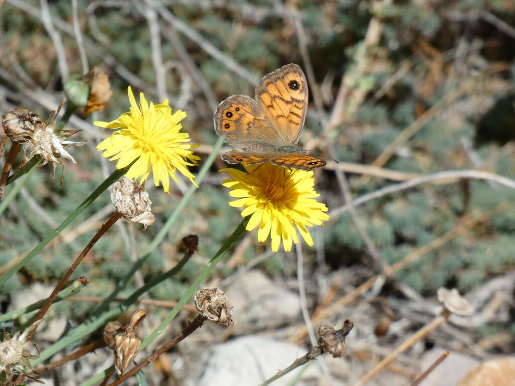 Schmetterling