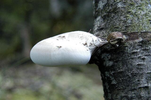 Birkenporling (Fomitopsis betulina)