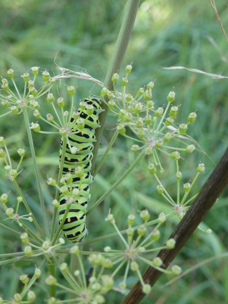 Schwalbenschwanz Fenchel und eine Raupe drauf