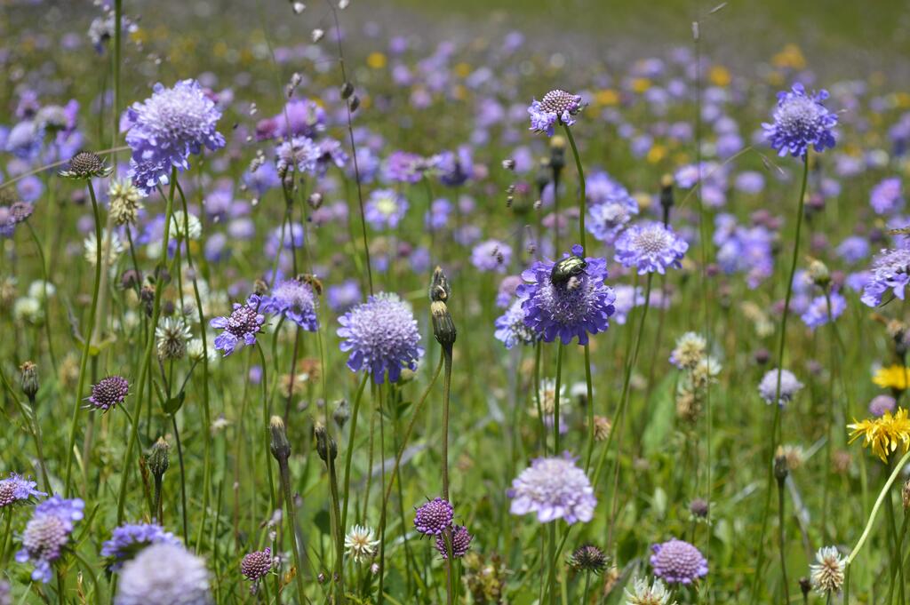 Blume
