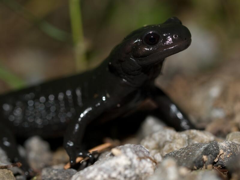 Alpensalamander