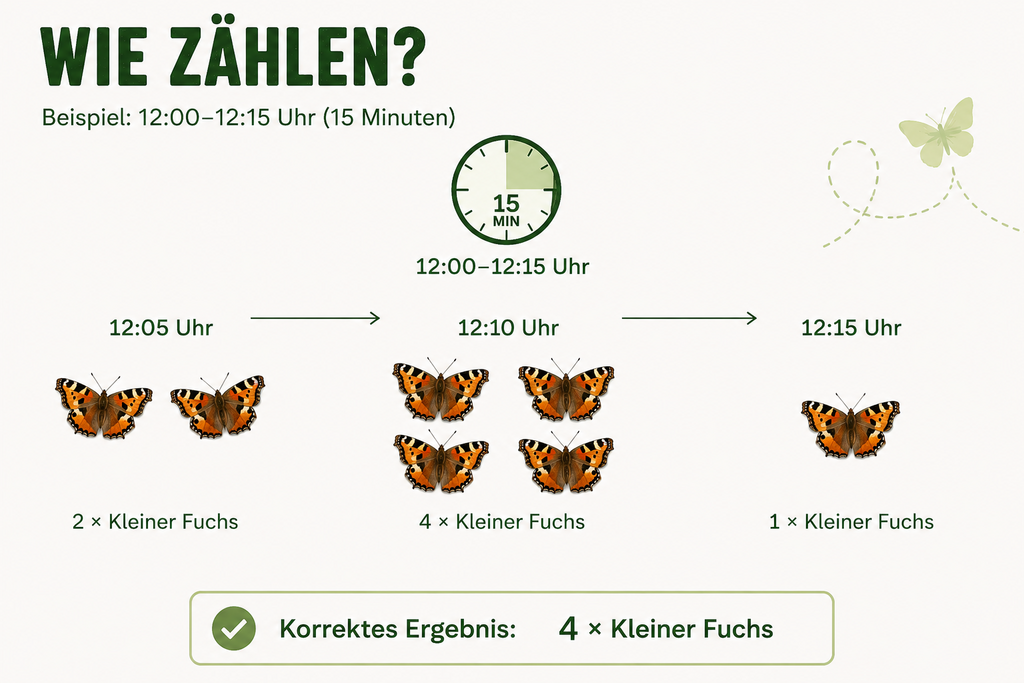 Grafische Erklärung: Gezählt wird die höchste Anzahl gleichzeitig beobachteter Schmetterlinge