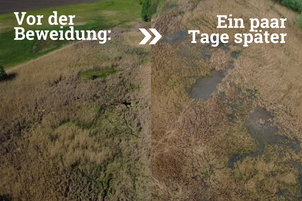 vorher nachher beweidung mit wasserbueffeln