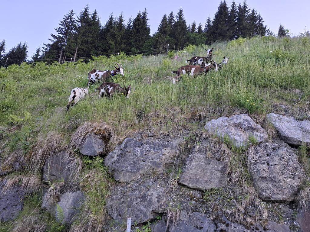 gefleckte Ziegen auf einer grünen Weide oberhalb von Felsen
