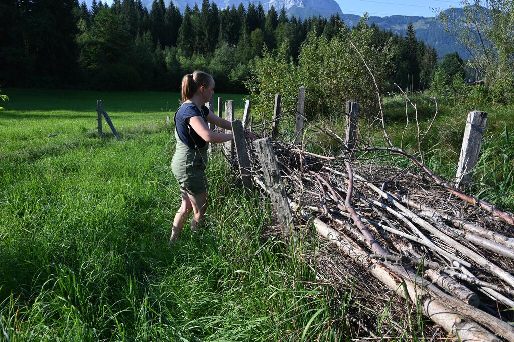 Eine Frau arbeitet an einer traditionellen Riedelzaun-Hecke. Im Hintergrund sind bewaldete Hügel und Berge zu sehen