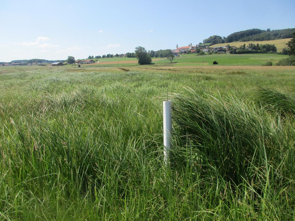 eine artenreiche Feuchtwiese mit hohem Gras