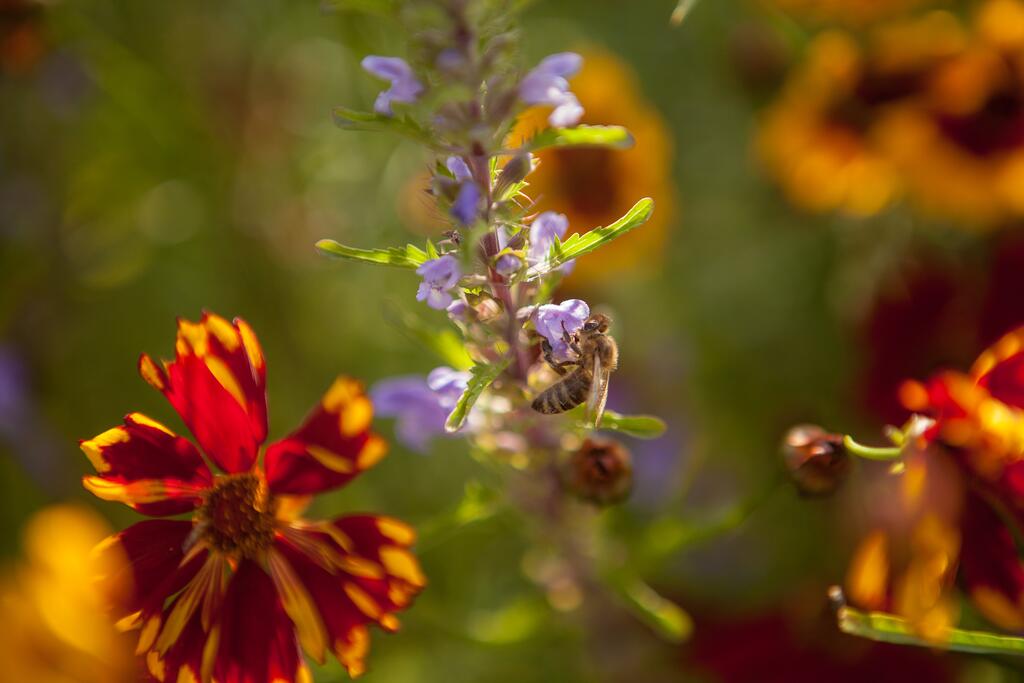 Eine Honigbiene sammelt Nektar an einer lila Blüte
