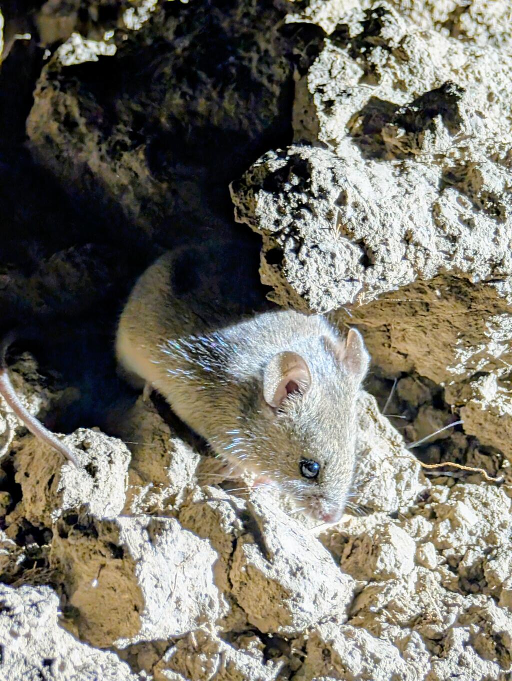 Ährenmaus in versteckt in einer Mäusepyramide- eine Pyramide aus Steinen die als Unterschupf 
