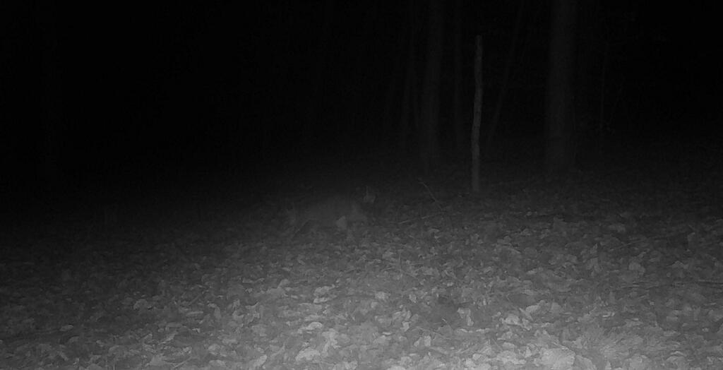 Wildkatzen-Foto