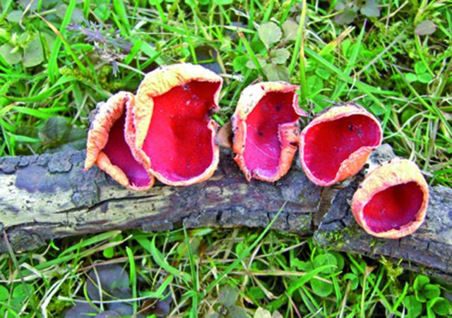 Pilze-vielfältige-Edelsteine-des Waldes-c-Naturpark Mühlviertel-Zitzewitz.jpg © Naturpark Mühlviertel-Zitzewitz Pilze vielfältige Edelsteine des Waldes