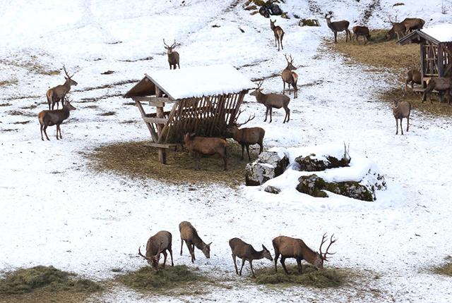 Rotwildfütterung im Bodinggraben