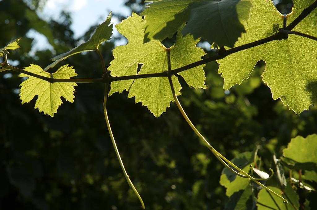 Wasser-Wein-c-Naturpark-Neusiedler-See-FranzKovacs.jpg © Naturpark-Neusiedler-See-FranzKovacs Wasser Wein