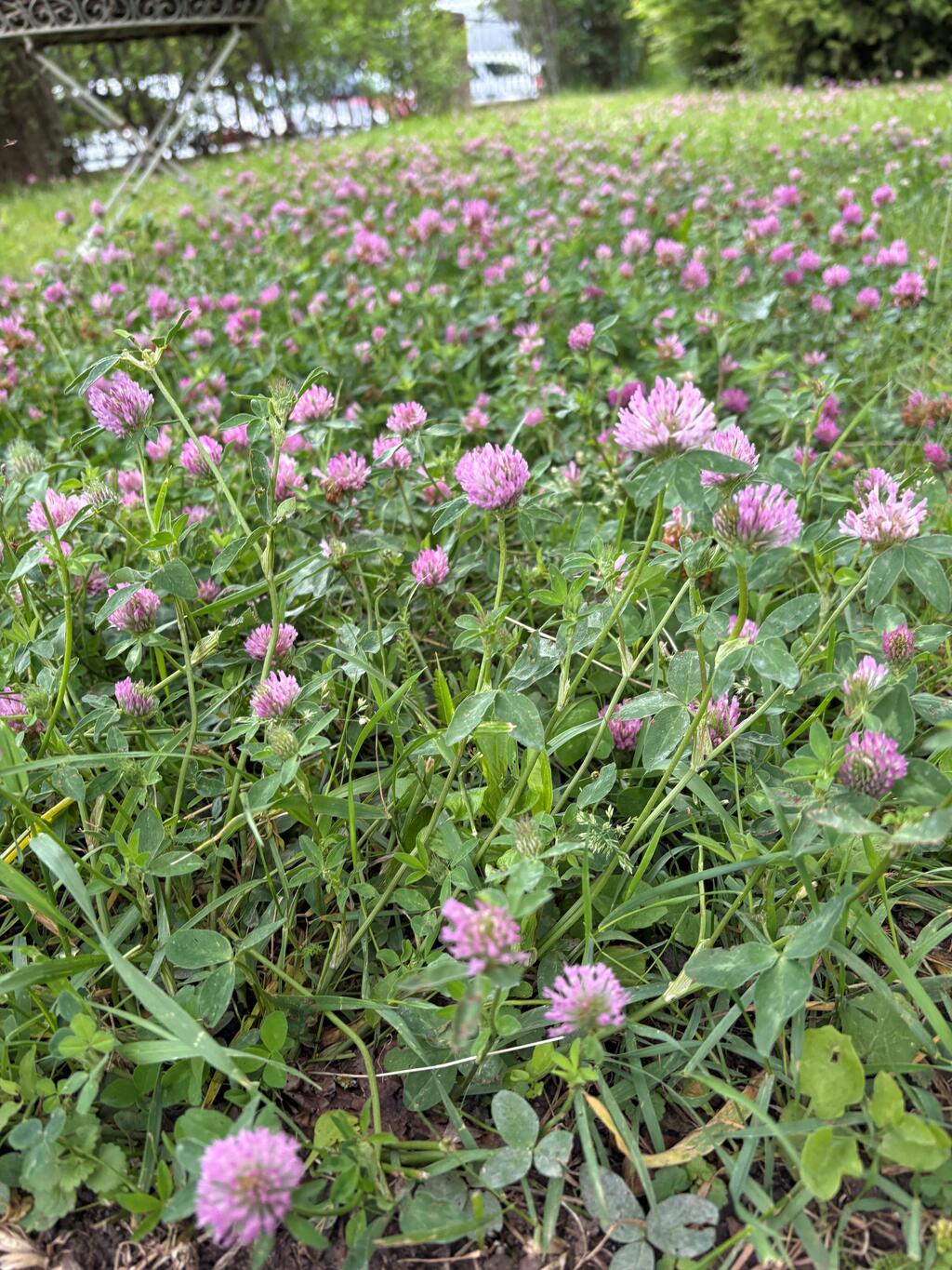 Klee im Garten
