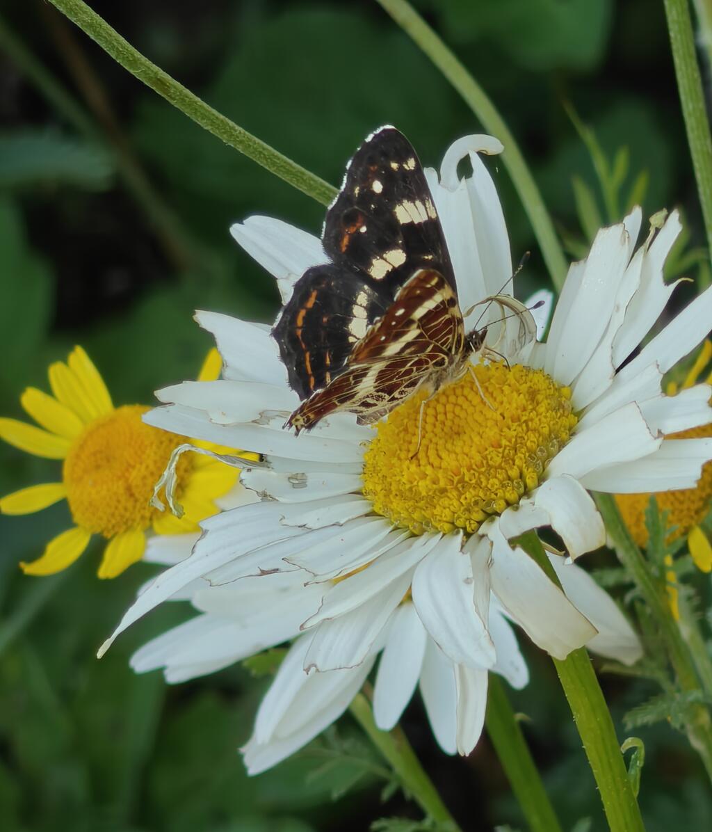 Im Schrebergarten haben wir viele verschiedene Pflanzen und Blumen, von Frühjahr bis Herbst blüht immer etwas für die Schmetterlinge.