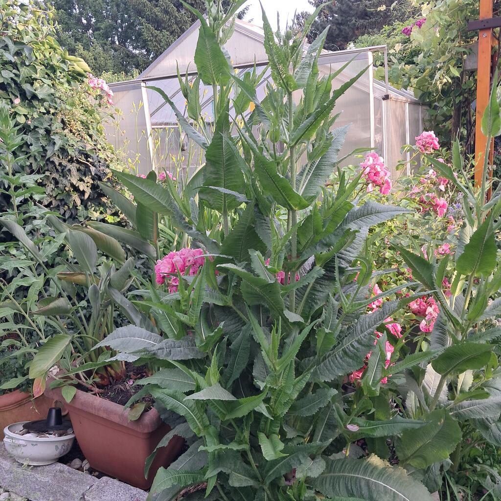 Habe jetzt selbstgezogene Karde und diverse Distel im Garten zwischen meinen bunten Insektenfreundlichen Beeten großgezogen ! 