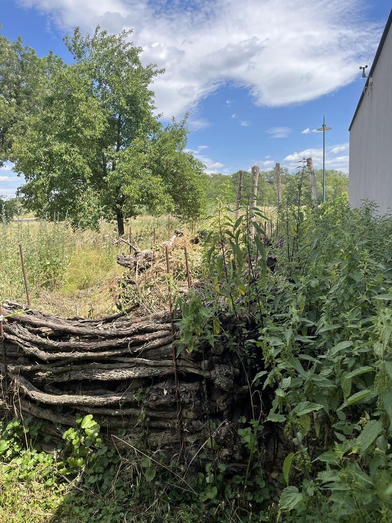 Brennnessel, Totholz und eine Streuobstwiese im Garten. Es flattert wie wild bei uns. 