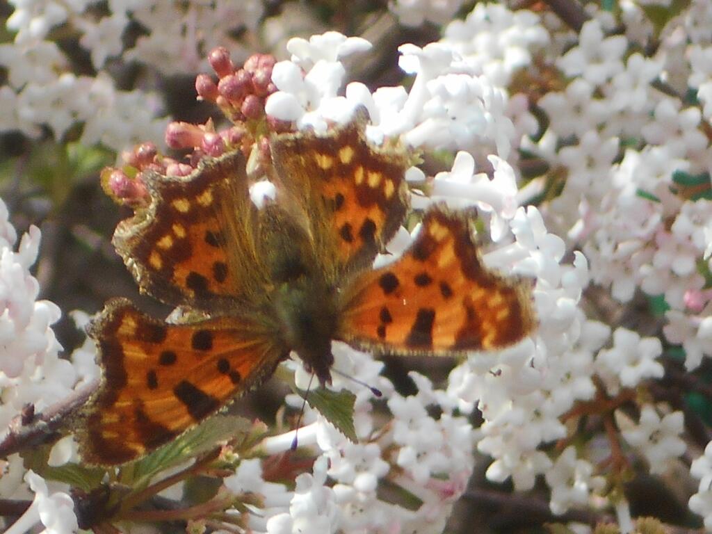Mehrere der Maßnahmen!
Viele Pflanzen absichtl. hinsichtlich Schmetterlinge und auch Bienen gesetzt 