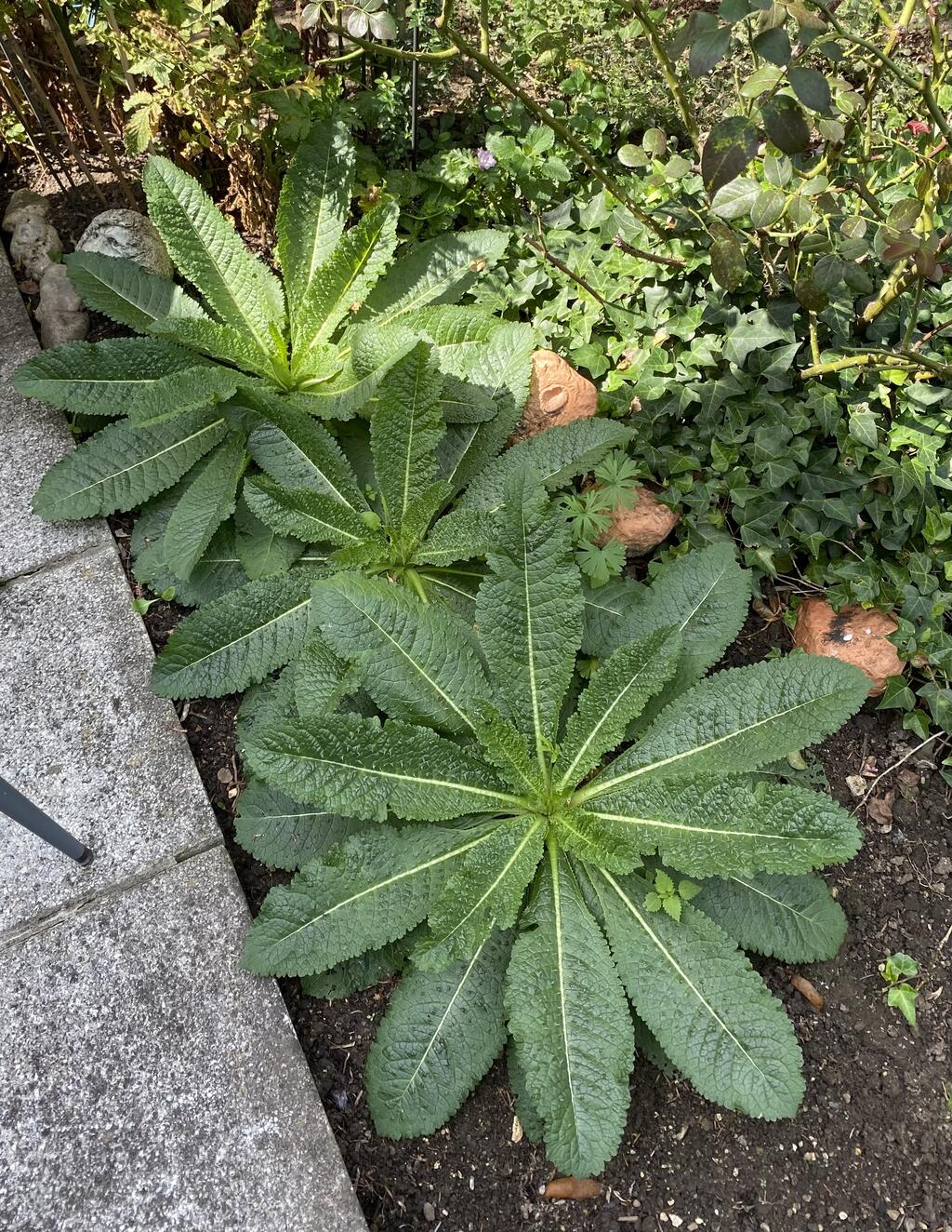 Das sind drei von sieben, die bei mir wachsen. Ich freue mich über den Erfolg und die Blüten im kommenden Jahr.