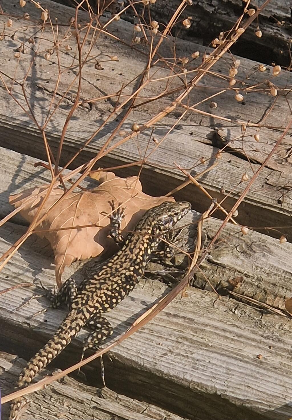 Dank Asthaufen haben sich Mauereidechsen bei uns im Garten und auf der Terrasse eingefunden 😍