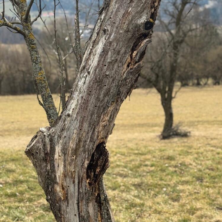 Ich lasse abgestorbene Obstbäume immer für die Natur stehen. Jetzt habe ich zusätzlich noch Löcher rein gebohrt.