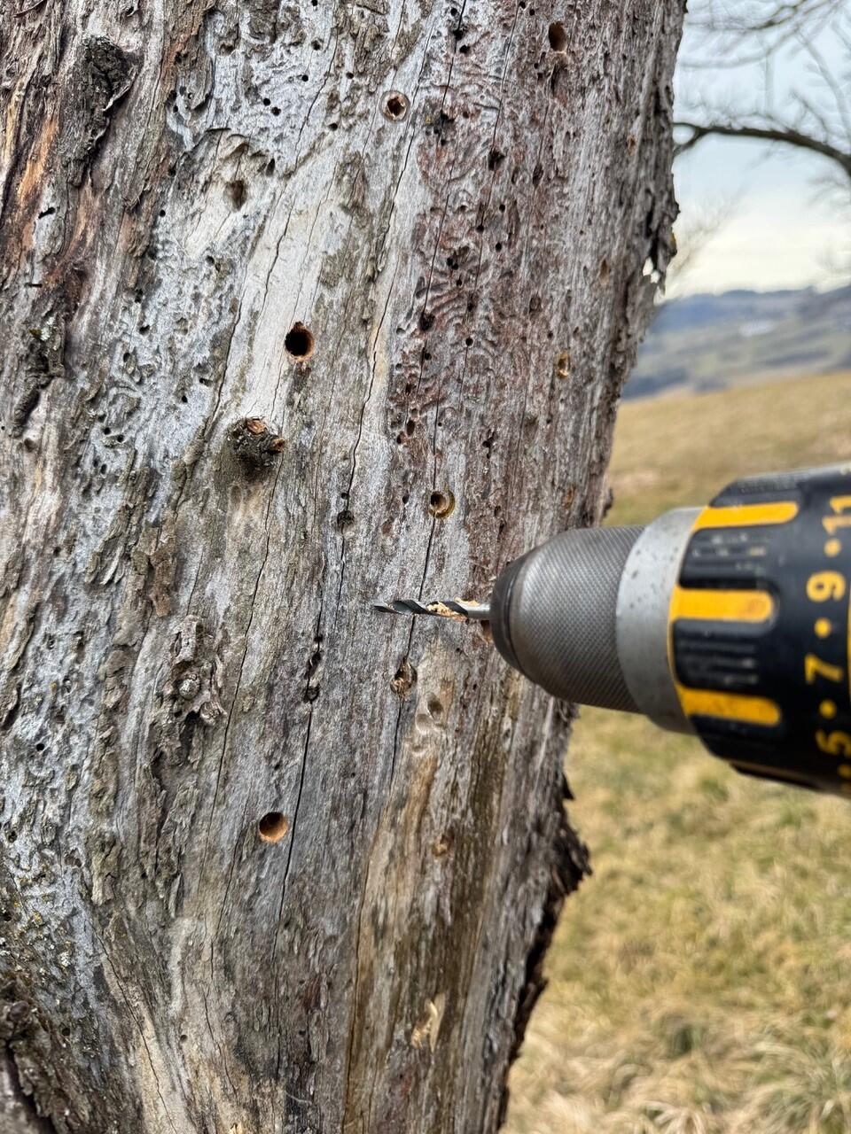 Hier ein Bild von meinem alten Apfelbaum, total schöner Gedanke, wenn man bedenkt, dass man einem „totem“ Baum wieder Leben schenken kann ;)