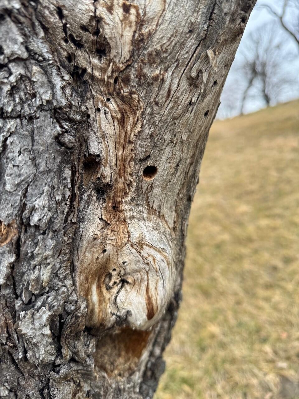 Alter Apfelbaum wird Nisthilfe