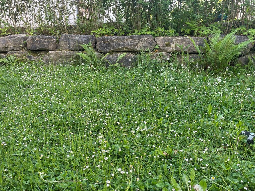 No Mow May am Bodensee!