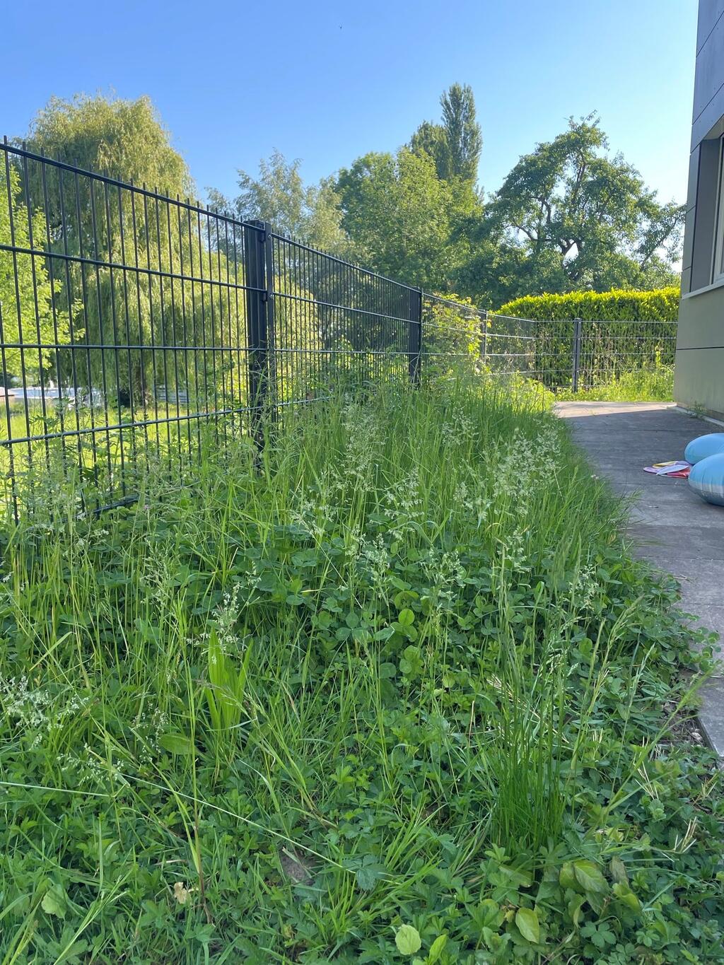 Halbe-halbe Mähen geht auch in unserem Garten! Die Insekten freuen sich.