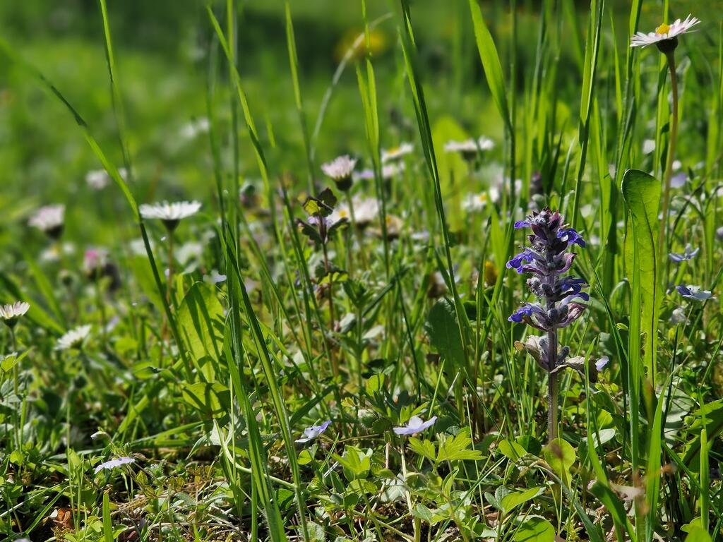 Wiesenblumen