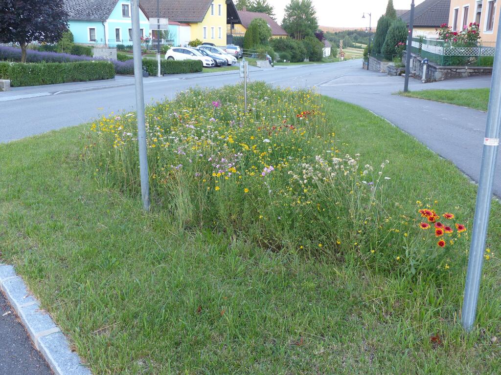 Blühinsel Schönau