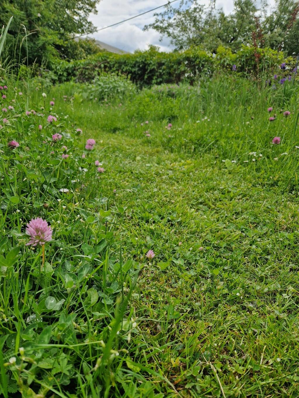 Insektenoase in unserem Garten