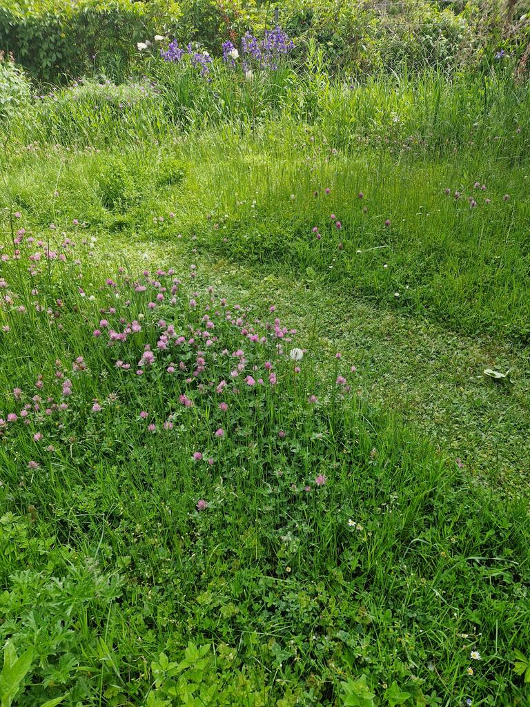 Wir mähen bis Juni nur einen Weg im Garten 🦗🌼🐞
