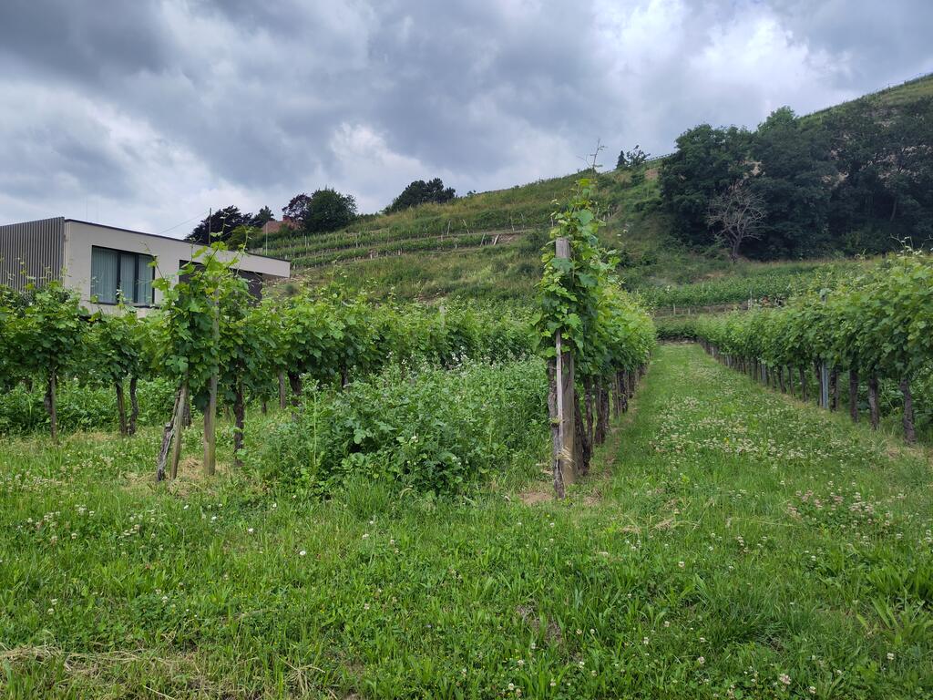 In jeder zweiten Gasse bleibt die Begrünung stehen. 