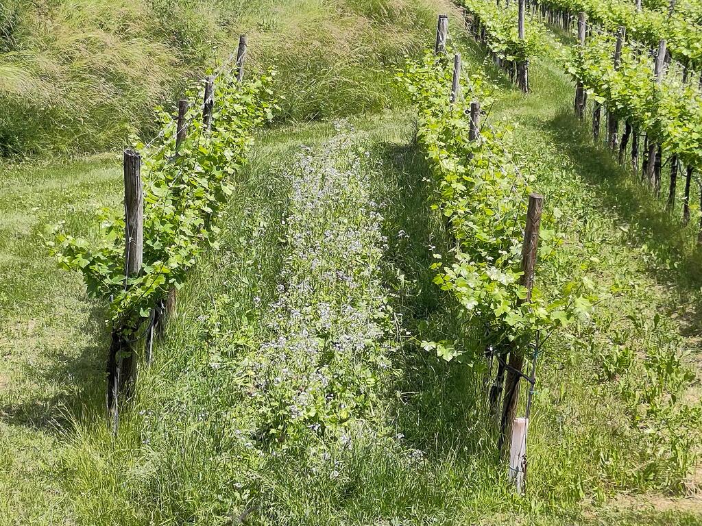 Jede Menge Blüten
