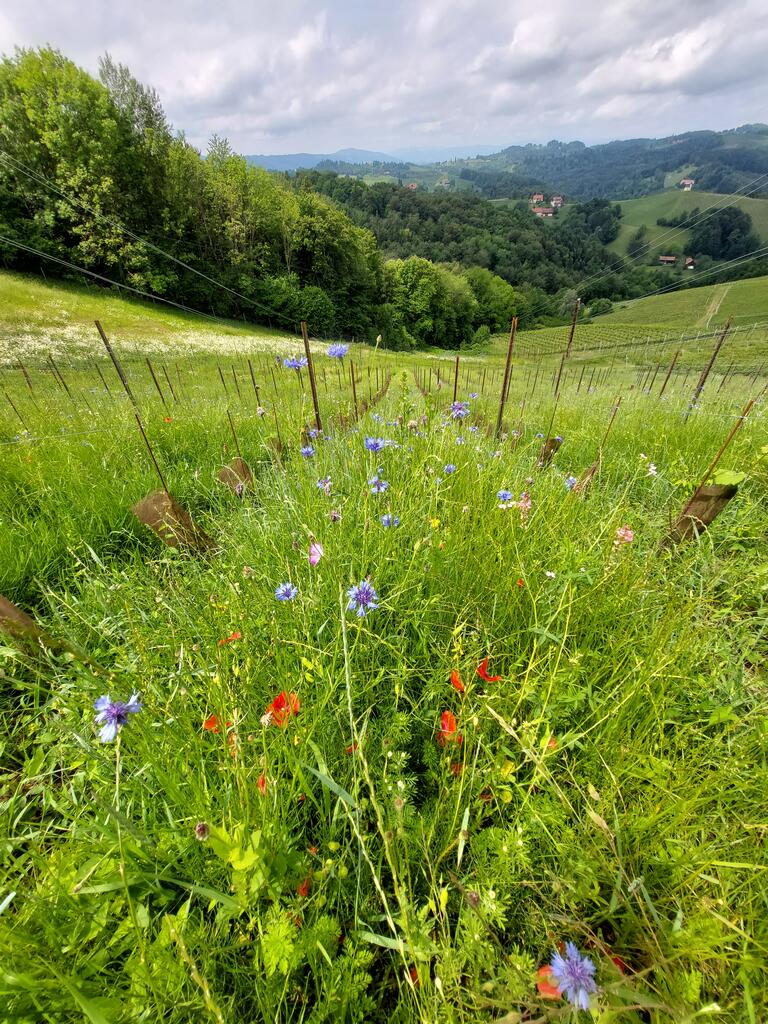 Infos zur Begrünungsforschung: Infos: www.life-vineadapt.eu