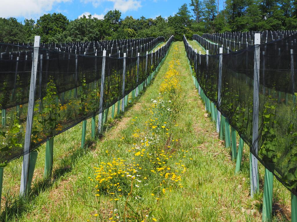 Infos zur Begrünungsforschung: Infos: www.life-vineadapt.eu