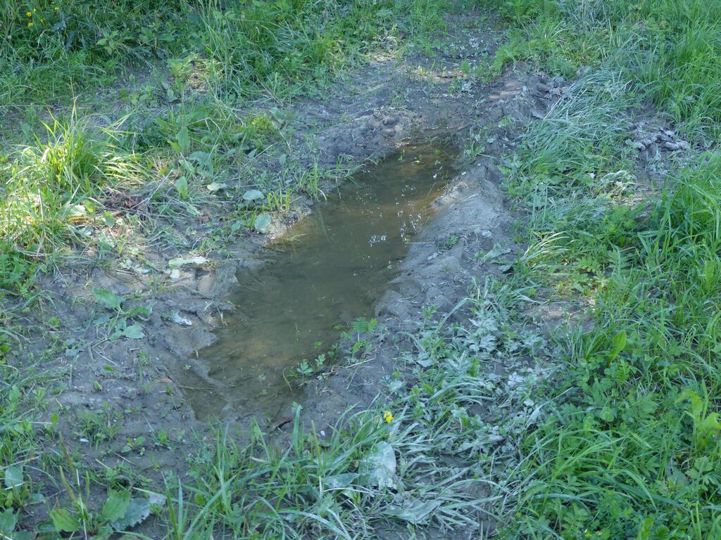 Im Schatten trocknet die Lacke nicht so schnell aus und das hilft auch den Amphibien. 