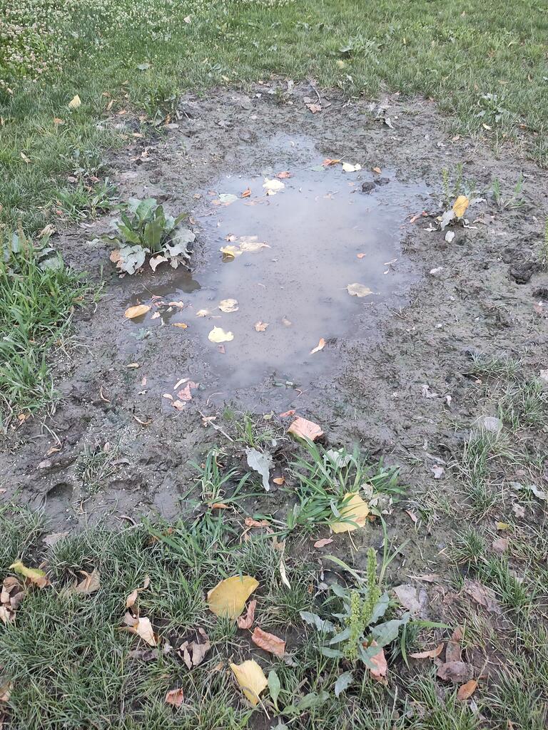 Danke für die tolle Idee. Die Lacke beim Haus wird jetzt immer händisch nachgefüllt, wenn es nicht regnet. 
