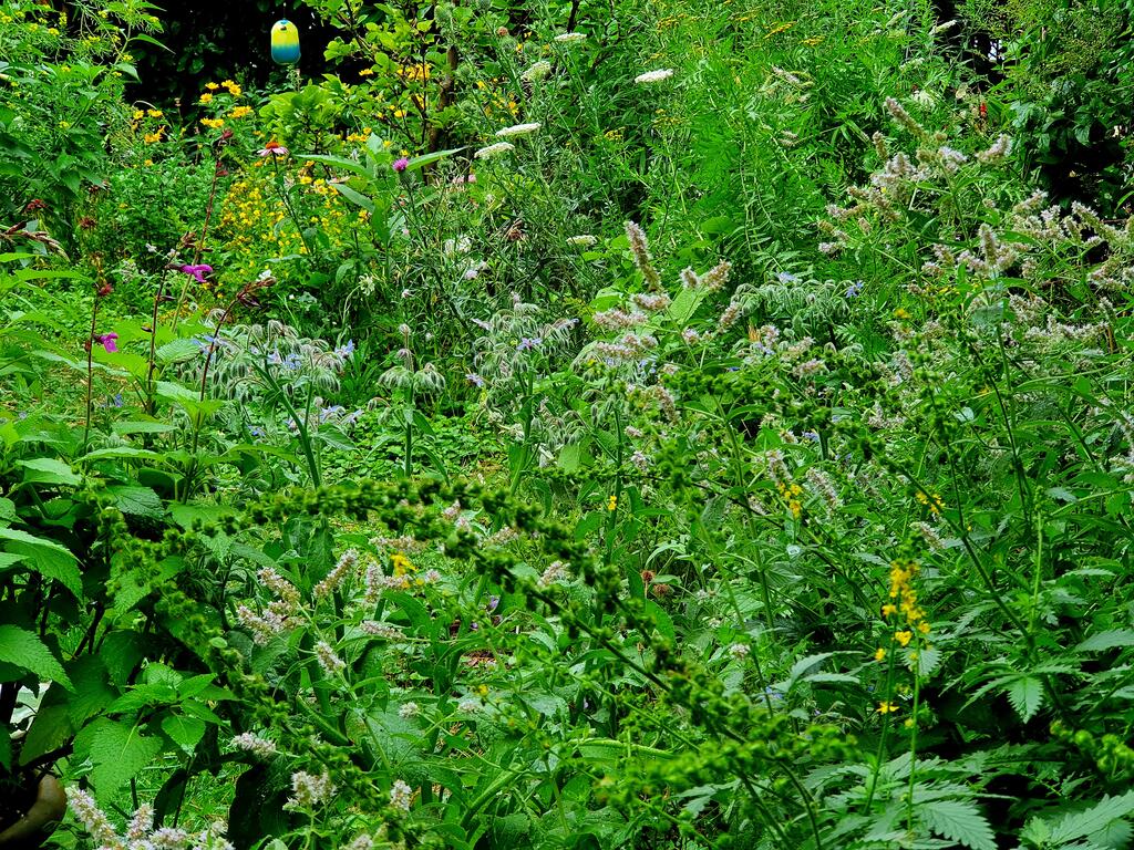 Wildpflanzen und Biodiversität im Garten fördern 