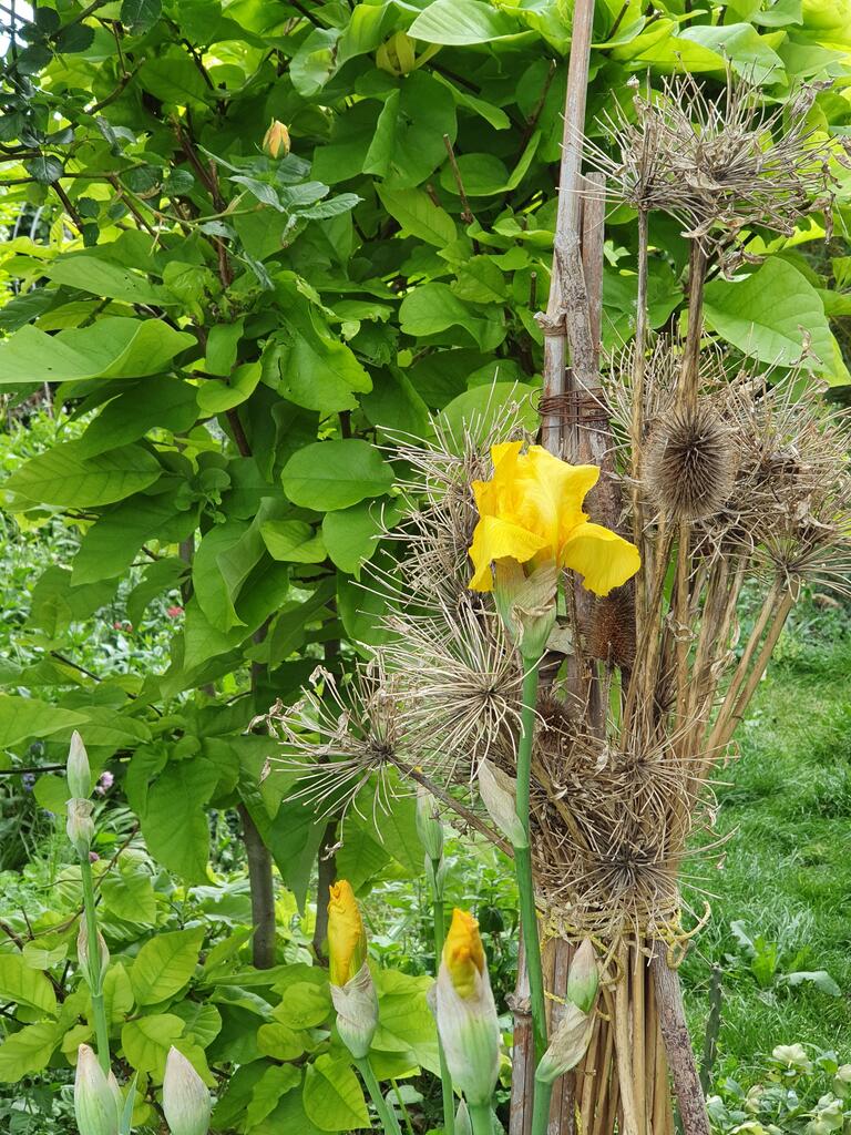 Blumensamenstange 