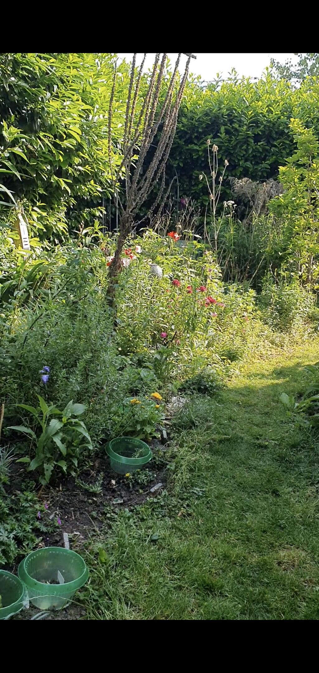 Blumensamenstange 